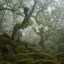 , , , , , Wistman's Wood, Dartmoor National Park, Nick Green