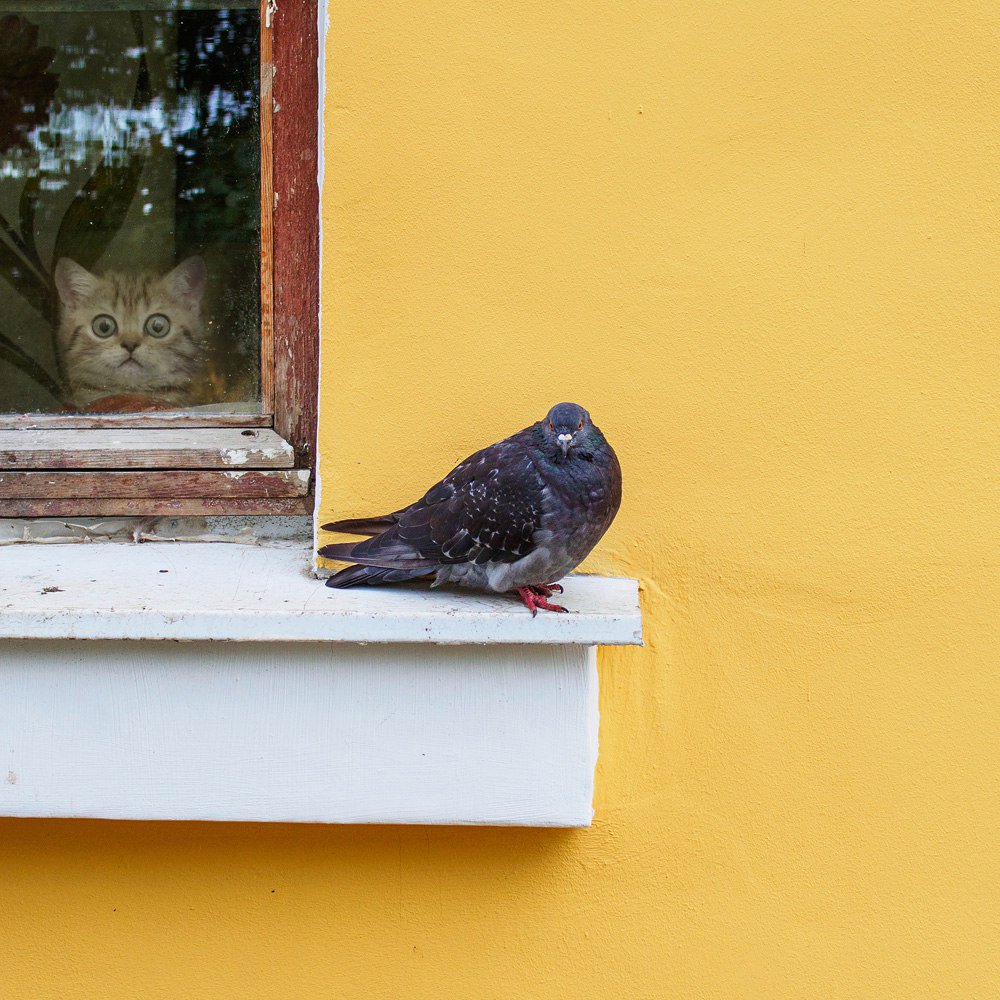 включи одинокий голубь на карнизе за окном