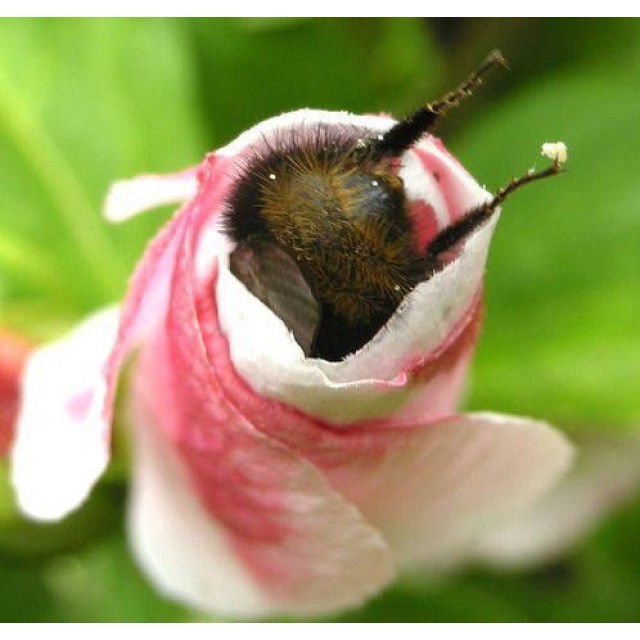640x640, 61 Kb / пчела, цветок, попка, лапки, опыление