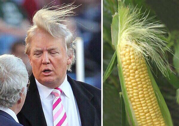 600x424, 59 Kb / трамп, кукуруза