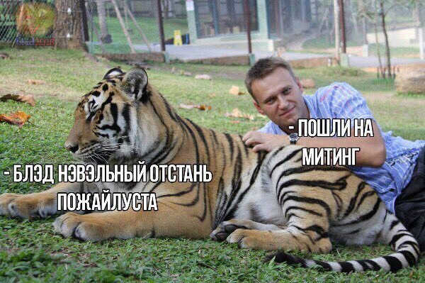 600x399, 85 Kb / Тигр, навальный, политота
