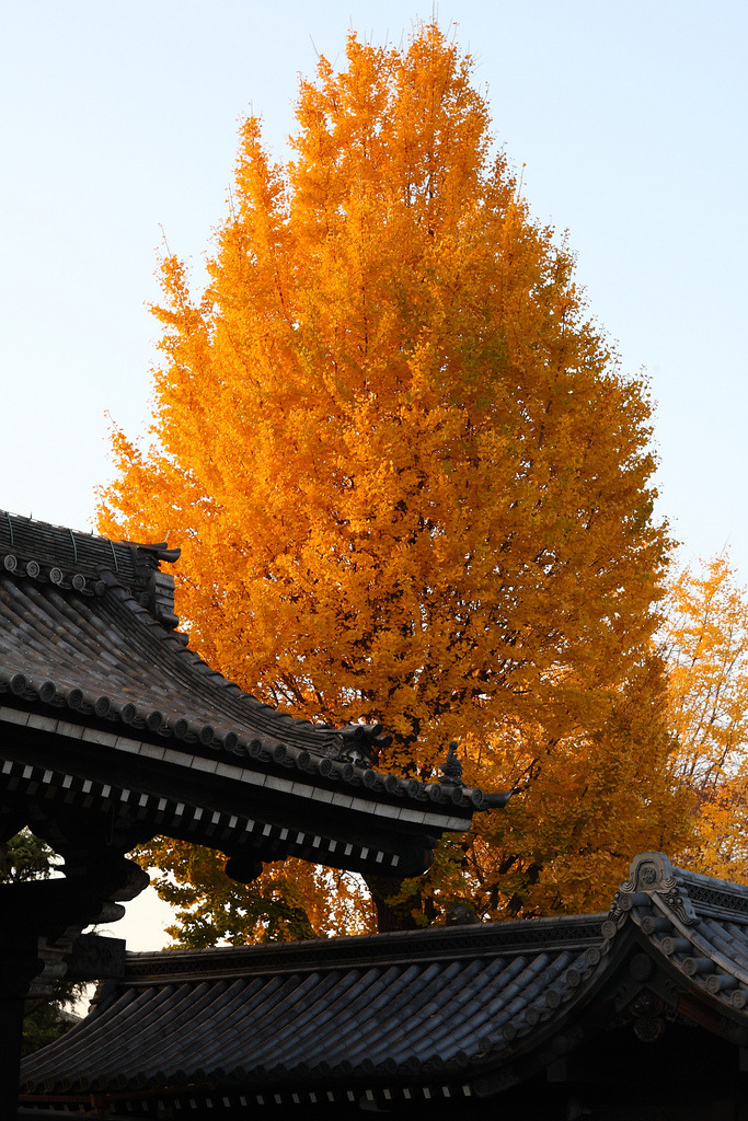 683x1024, 415 Kb / осень, пагода, листья, желтые