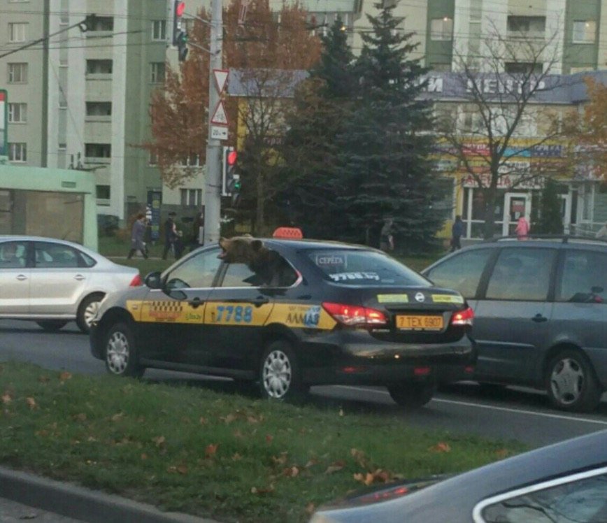 868x748, 108 Kb / такси, медведь, Минск