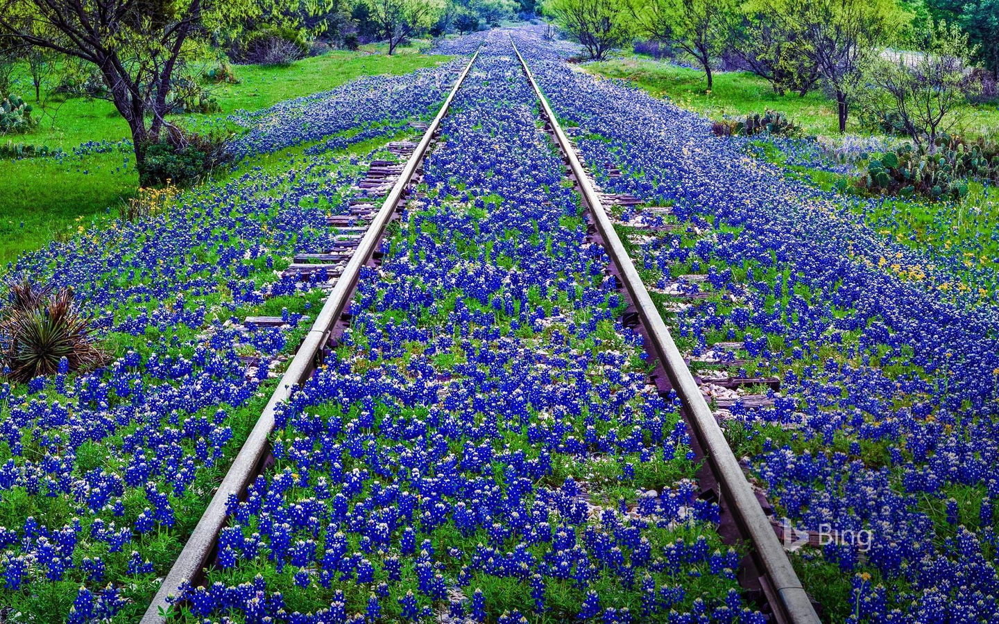 1440x900, 633 Kb / железная дорога, рельсы, цветы