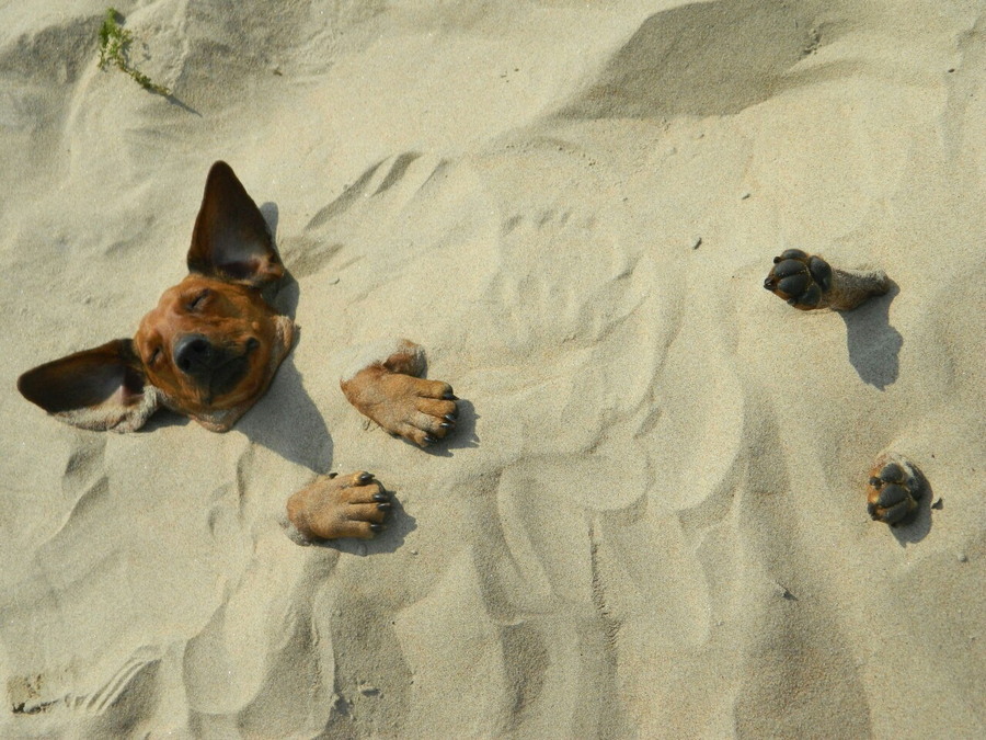 900x675, 198 Kb / собака, уши, песок, лапы