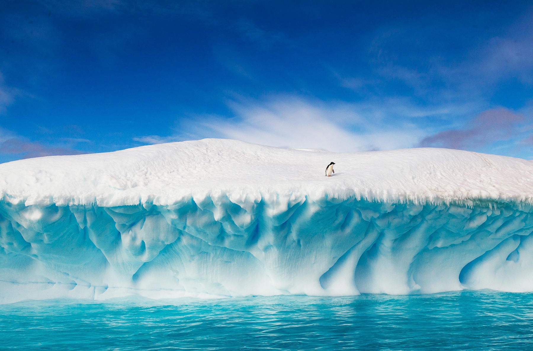 1800x1186, 544 Kb / пингвин, айсберг, антарктика