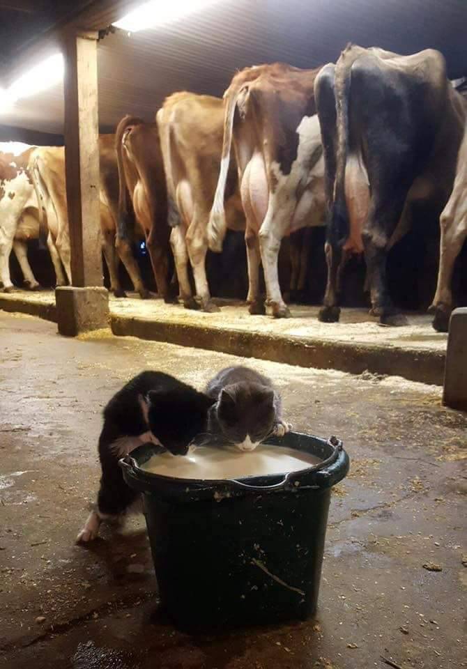 670x960, 71 Kb / коровы, коты, ведро, молоко