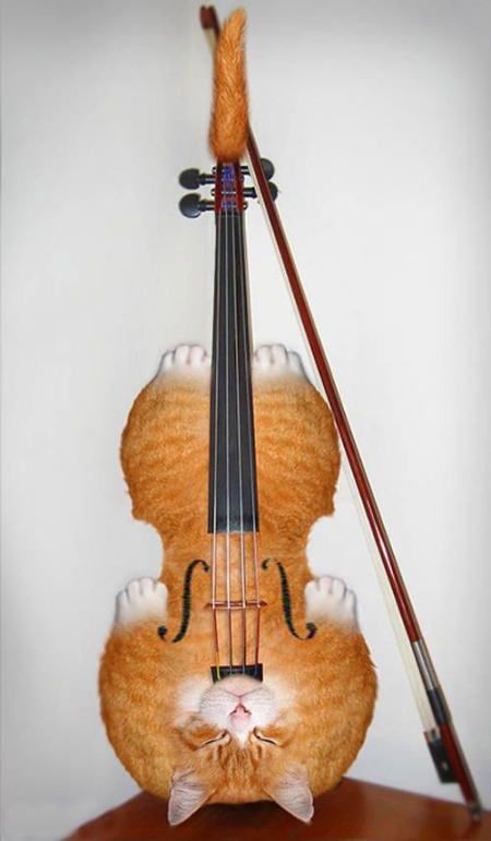 450x771, 48 Kb / кот, скрипка