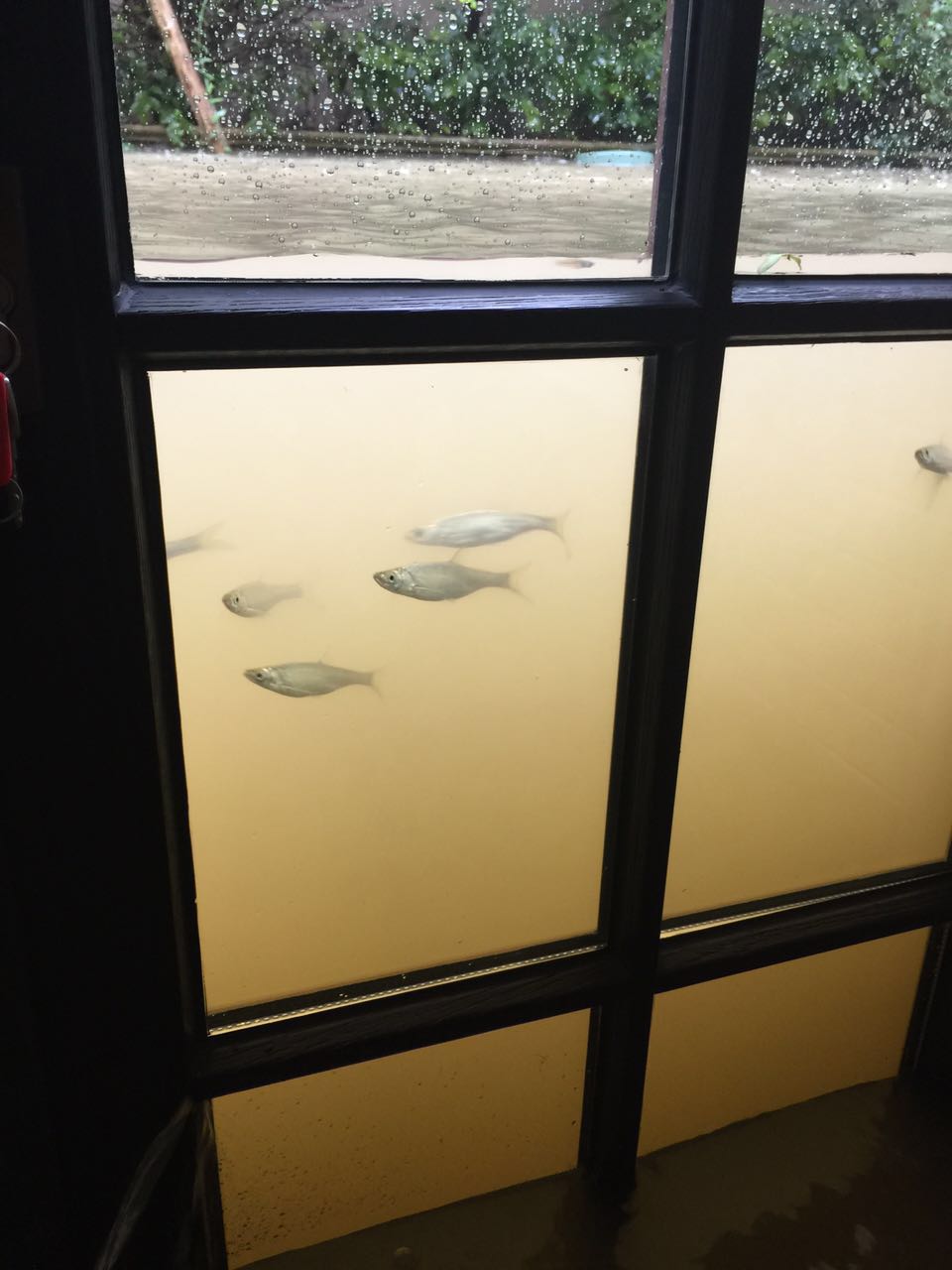 960x1280, 114 Kb / наводнение, потоп, окно, рыбки