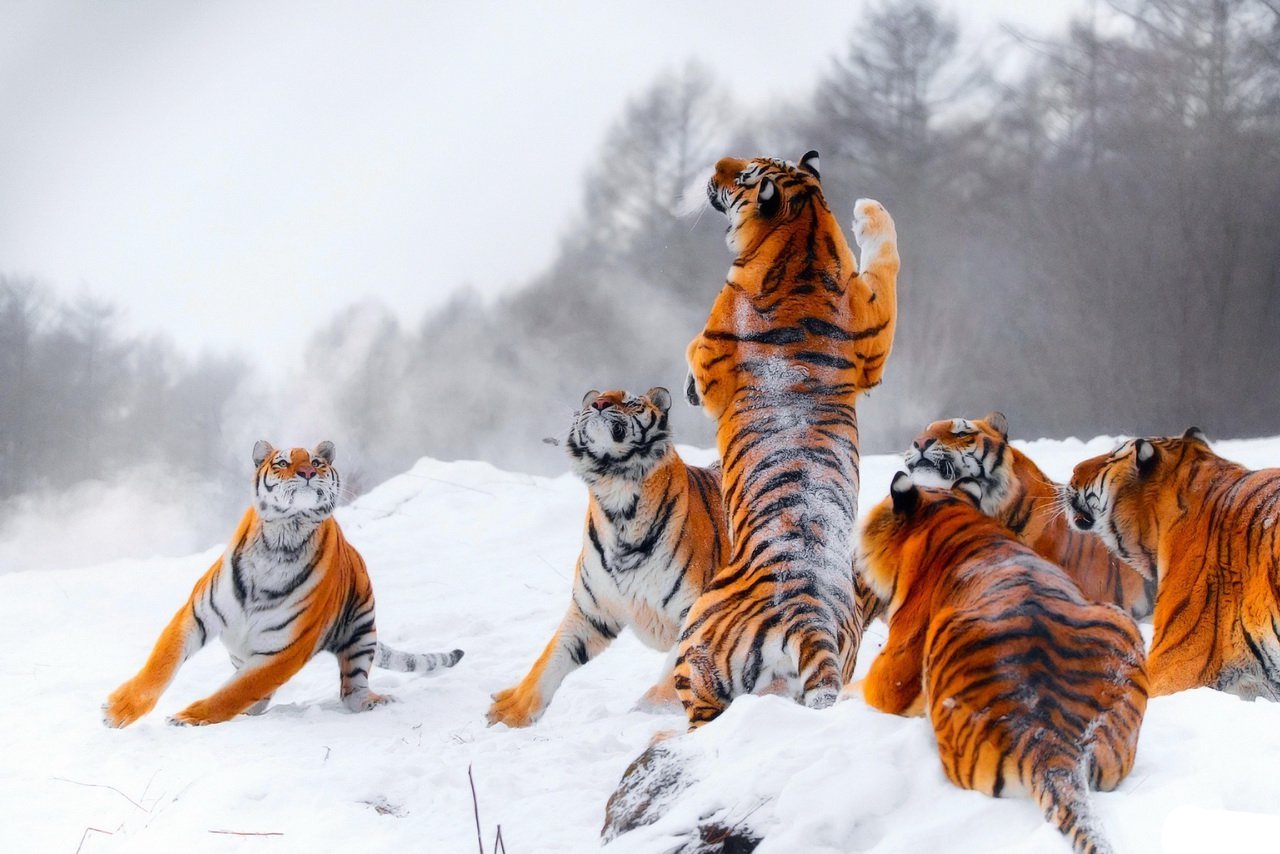 1280x854, 153 Kb / тигры, снег, игра, охота