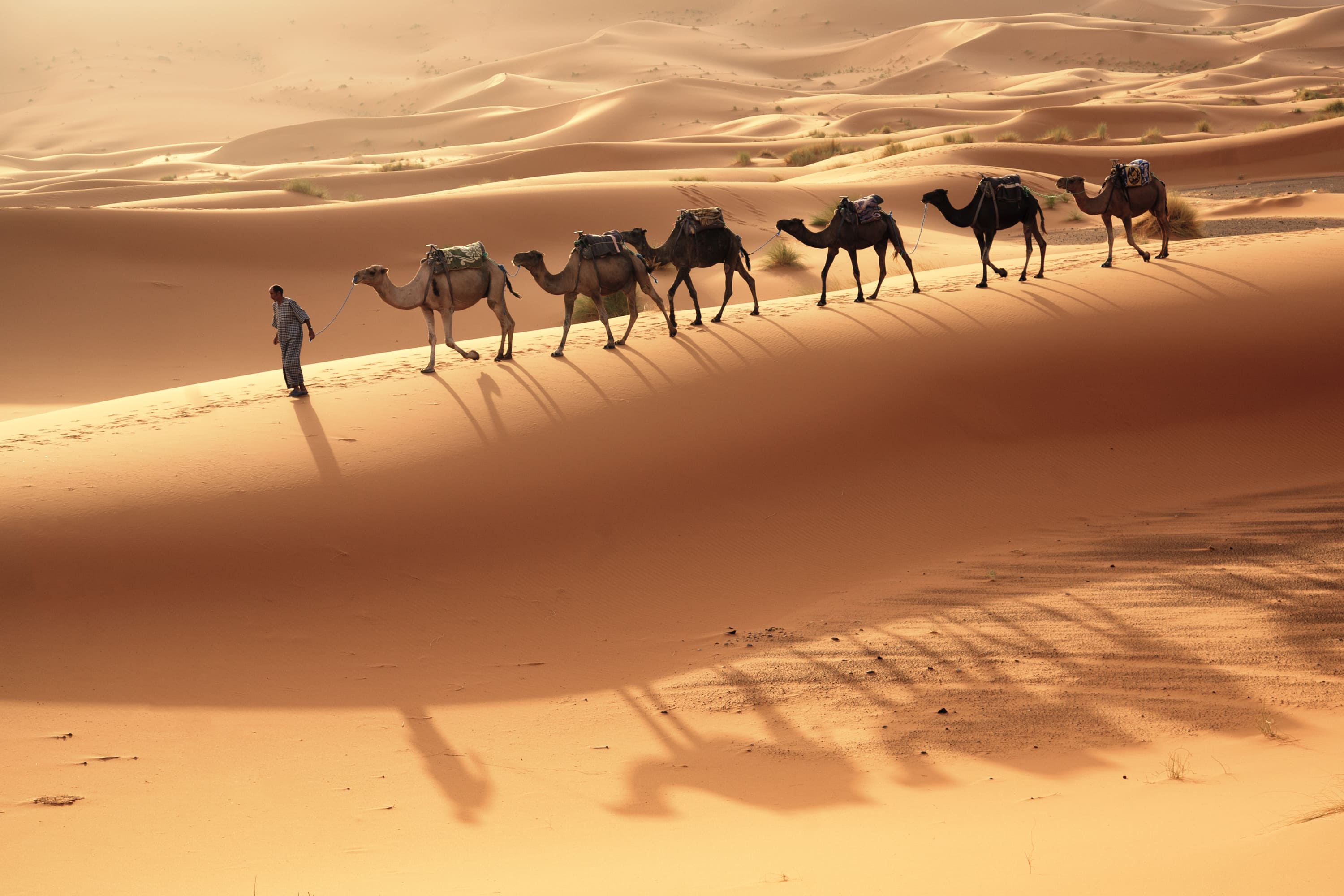 3000x2000, 378 Kb / караван, верблюды, пустыня, песок, мужчина