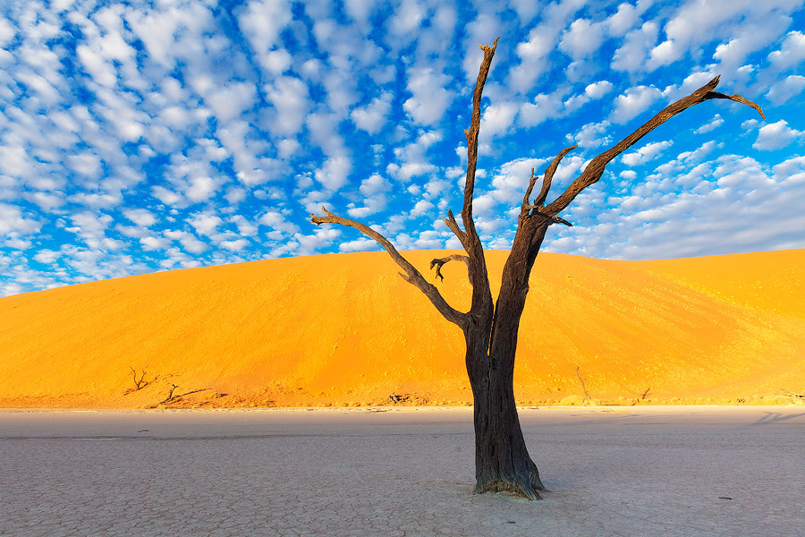 900x600, 192 Kb / Африка, сухое дерево, небо, облака, песок