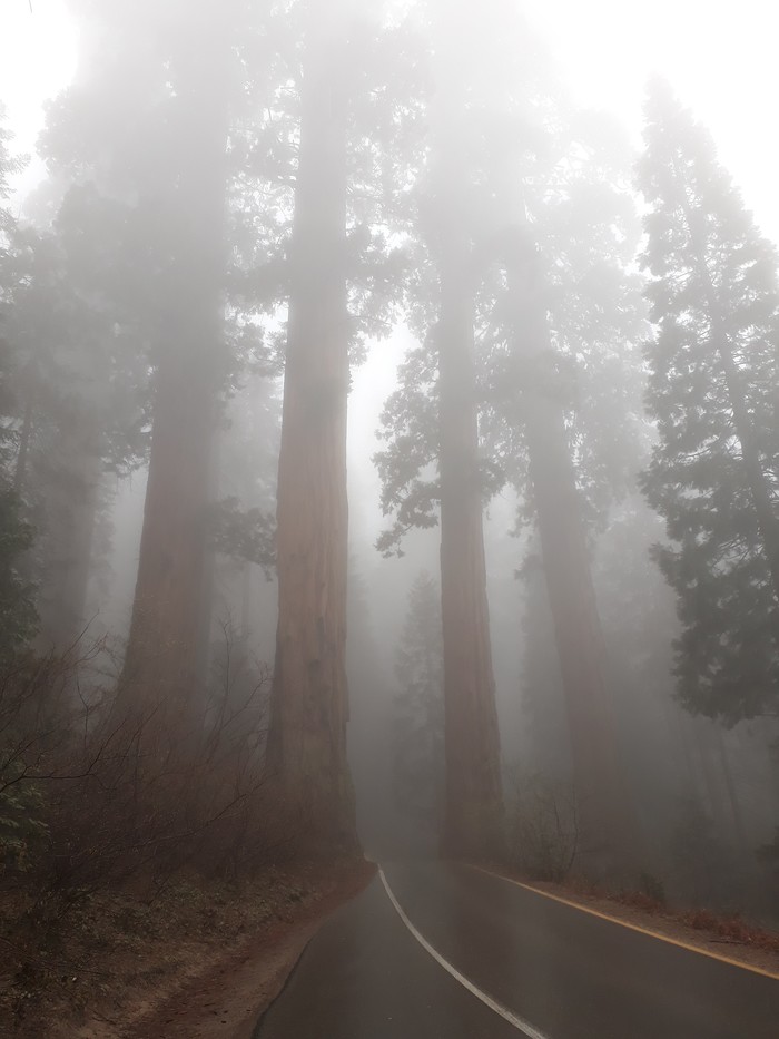 700x933, 83 Kb / дорога, лес, деревья, туман