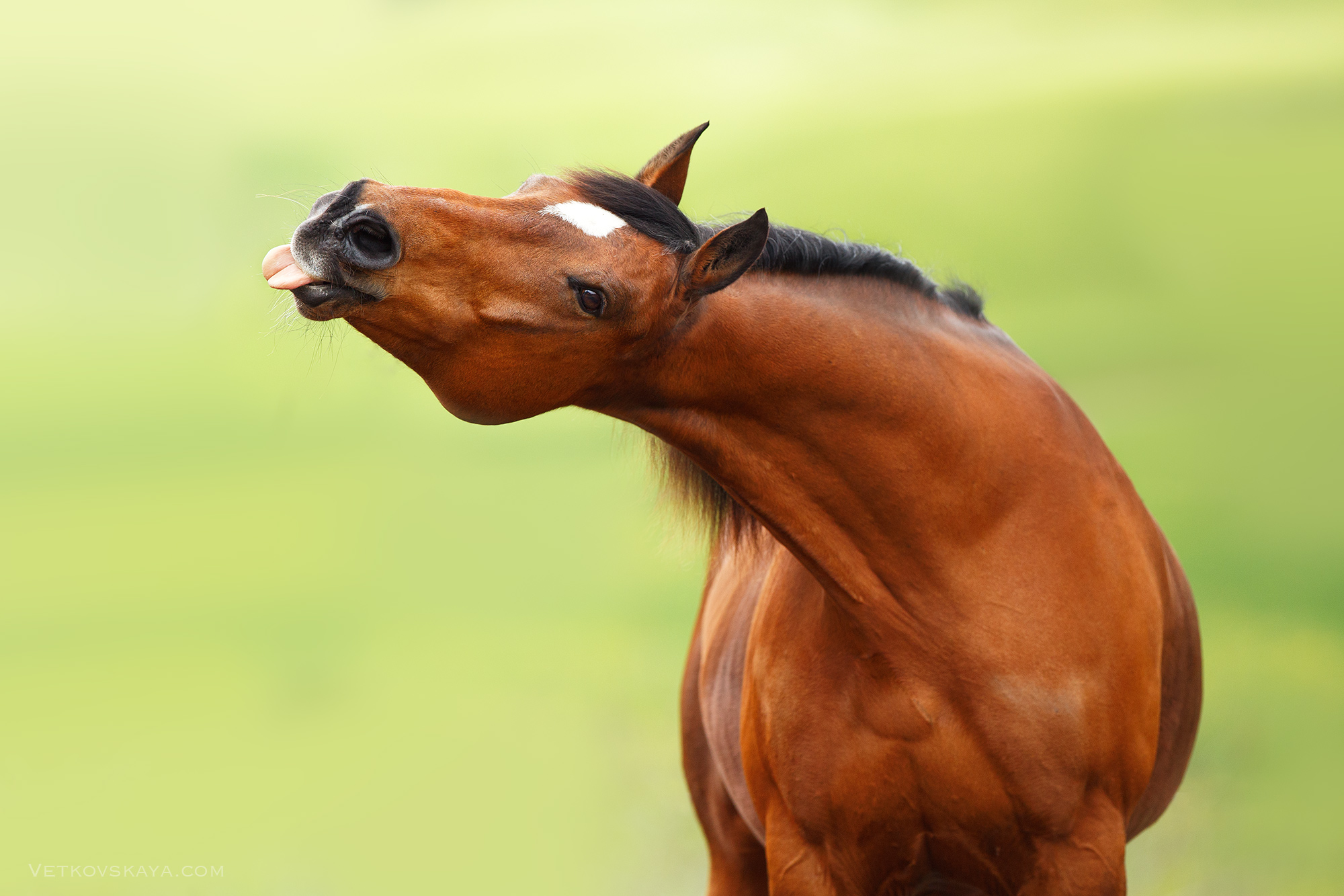 2000x1333, 582 Kb / лошадь, язык, изгиб