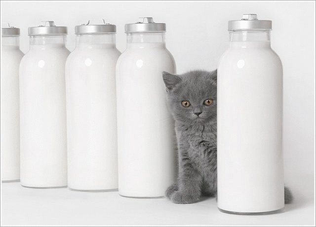 640x461, 31 Kb / котёнок, молоко, ч/б