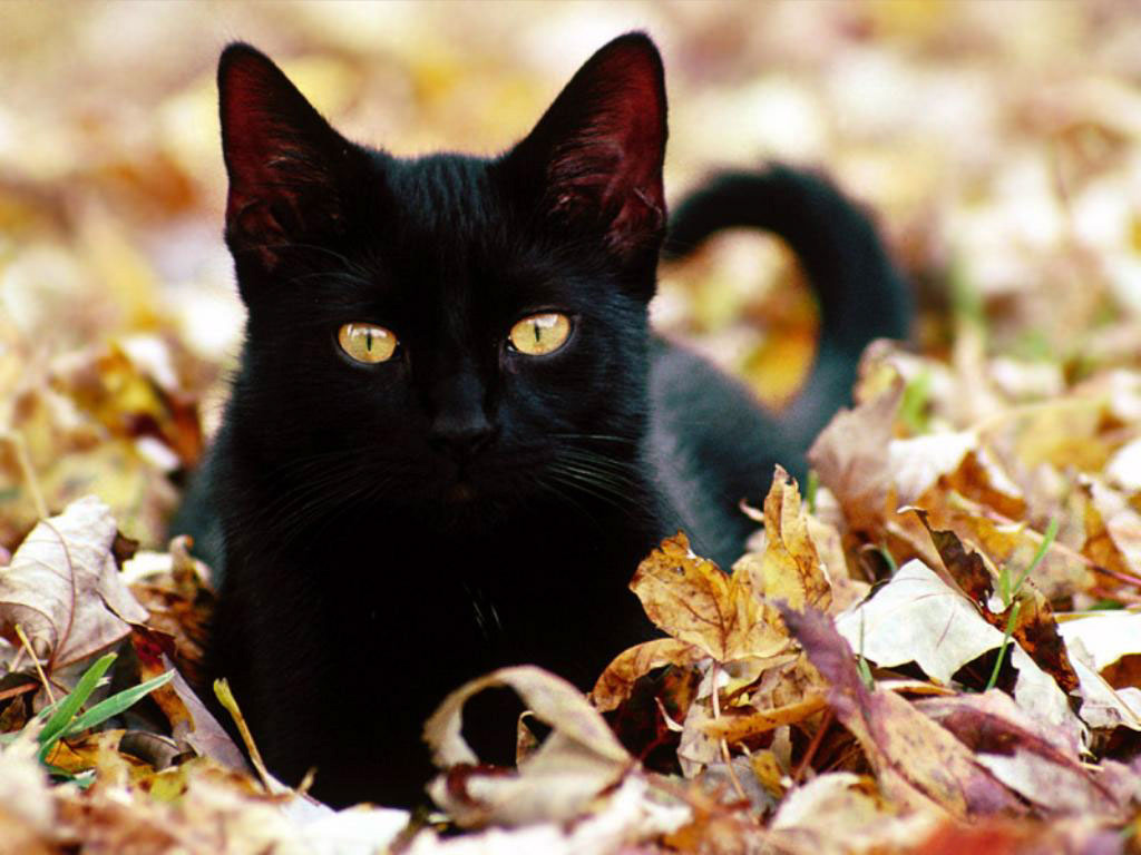 1024x768, 145 Kb / чёрная кошка, осень, листья