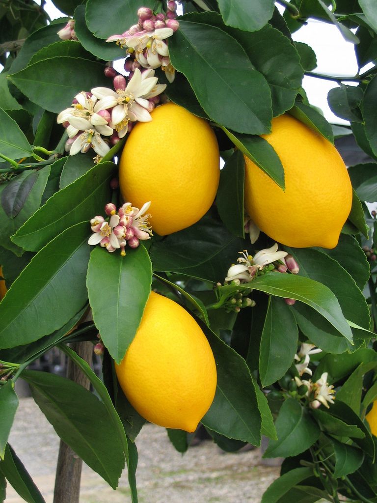 768x1024, 124 Kb / лимон, цветы