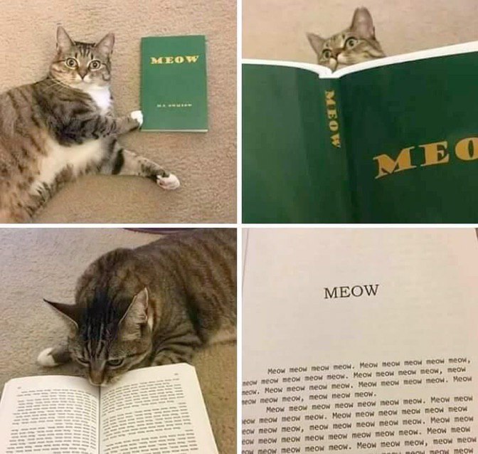672x638, 82 Kb / Кот, книга, meow