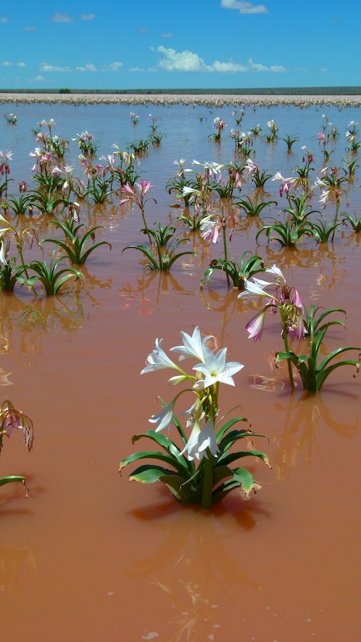 514x912, 70 Kb / цветы, лилии, вода, Намибия