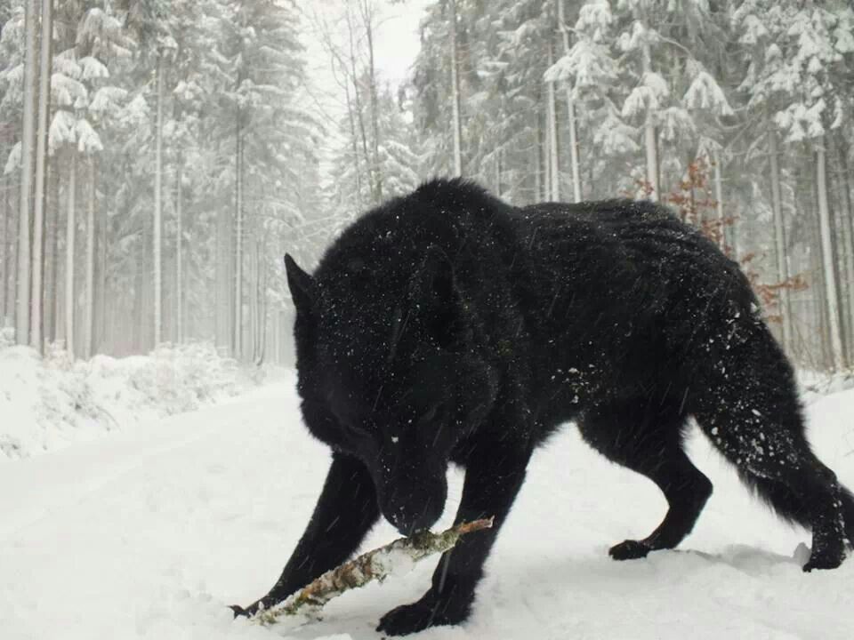 960x720, 85 Kb / черный волк, лес, зима, деревья