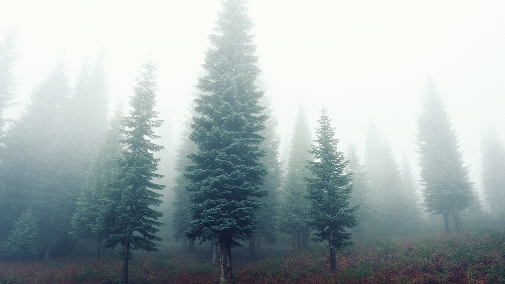 1020x574, 187 Kb / деревья, лес, туман