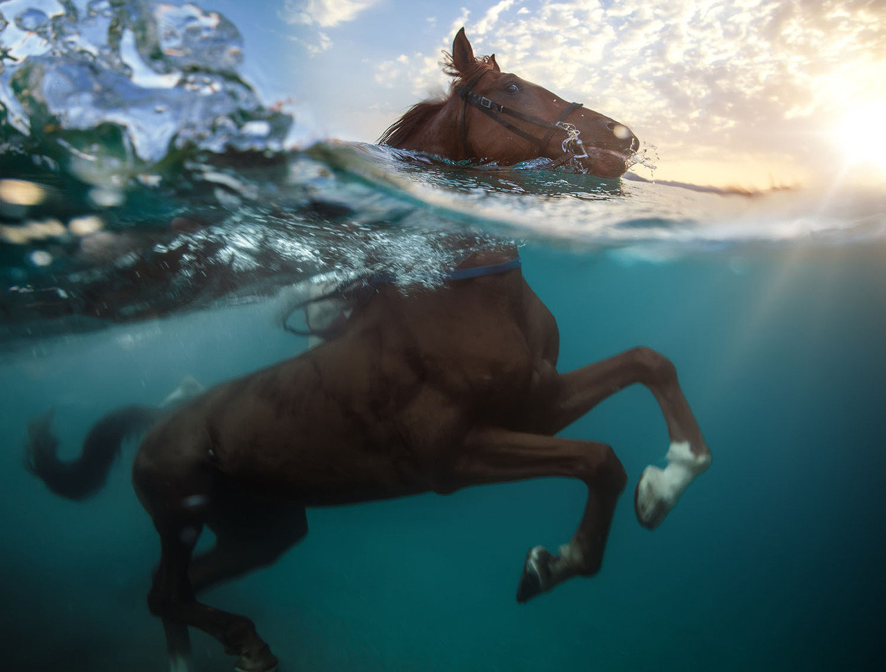 1280x970, 211 Kb / лошадь, под водой