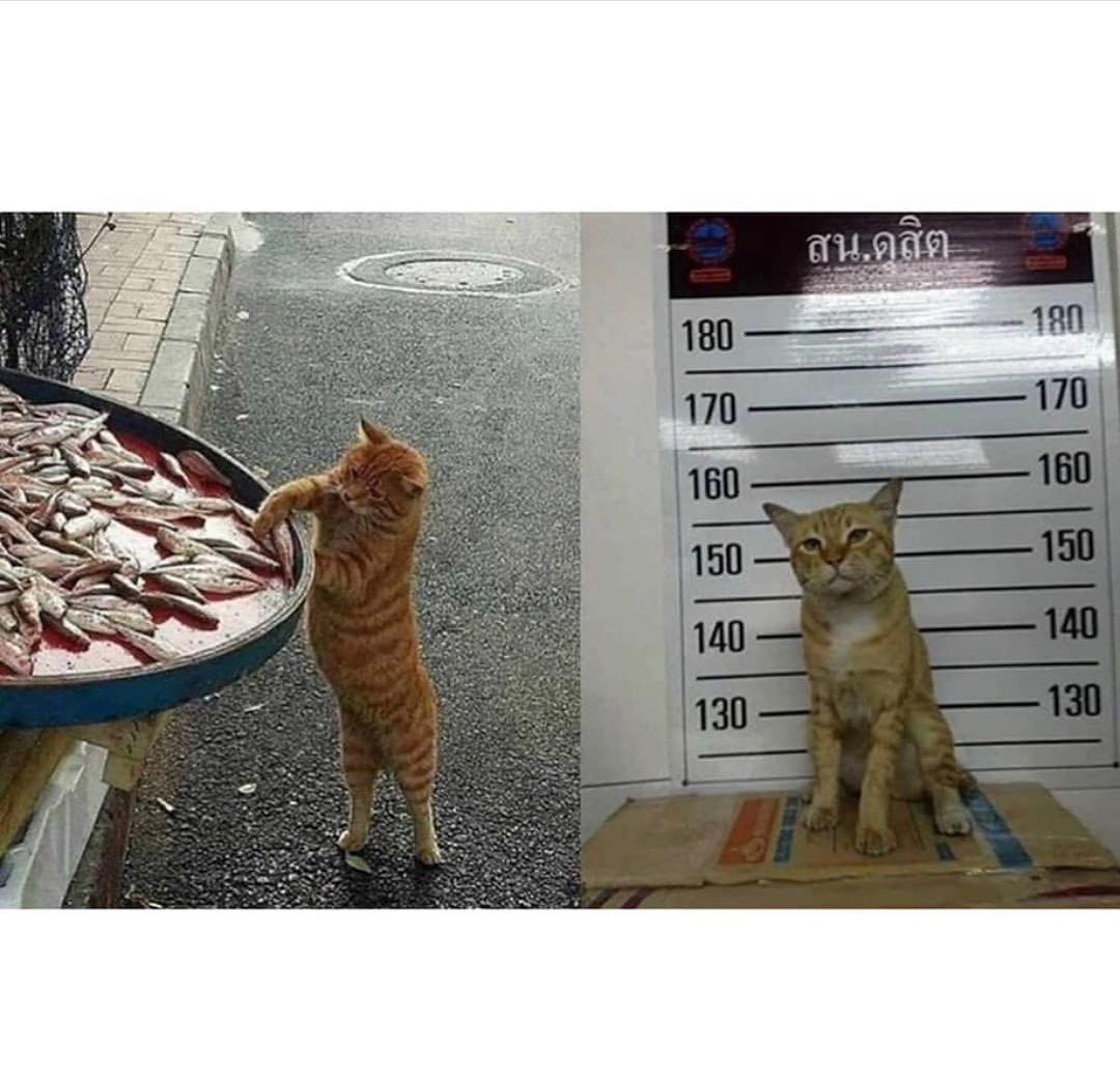 1080x1040, 126 Kb / кот, рыба, арест