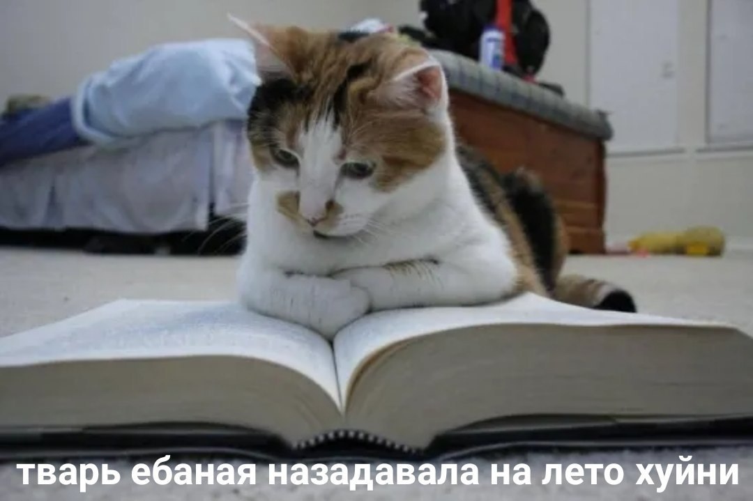 1080x719, 110 Kb / кошка, книга, читает, тварь