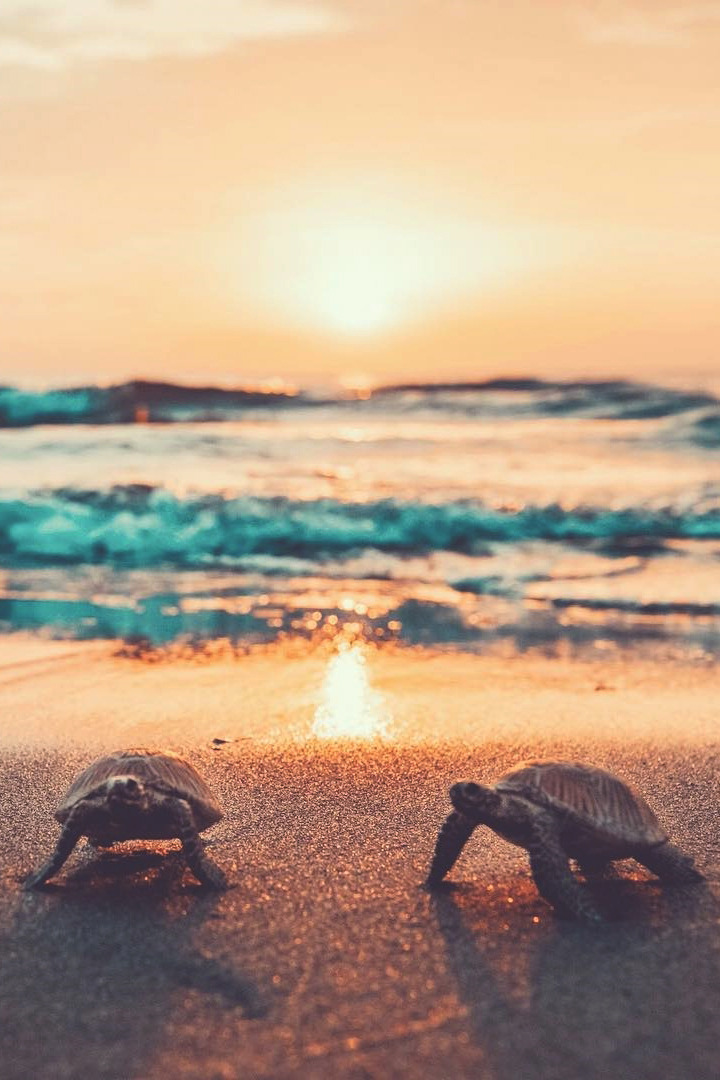 720x1080, 180 Kb / черепаха, берег, закат, солнце, пляж, песок, волна
