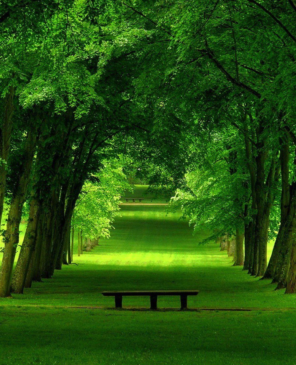 1000x1232, 320 Kb / зелень, скамейка, аллея, деревья, зеленое