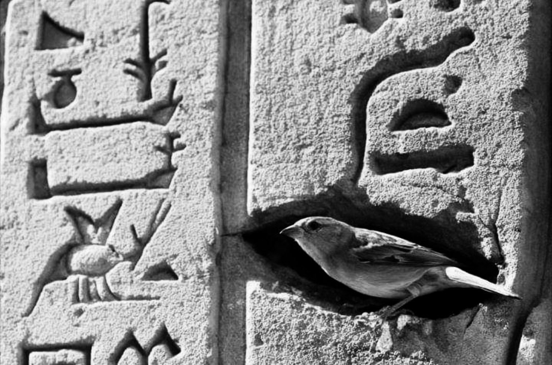 1080x715, 181 Kb / египет, храм, иероглифы, птица, ч/б