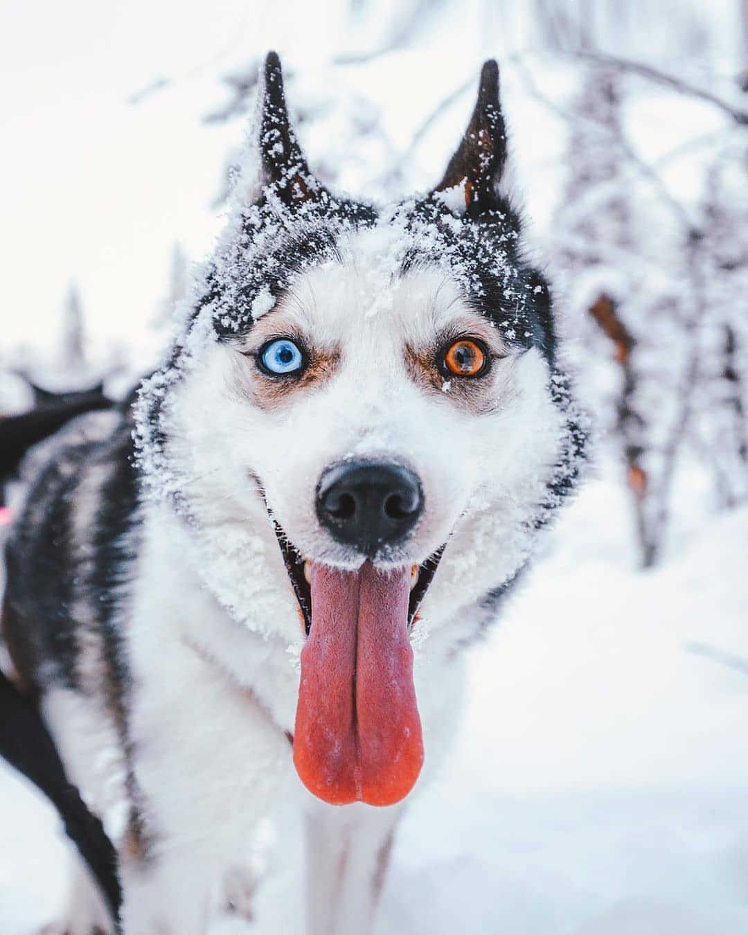 1080x1350, 121 Kb / собака, глаза, язык, снег, хаски, гетерохромия