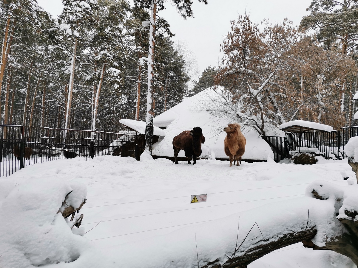 1200x900, 601 Kb / Новосибирск, зоопарк, верблюд, снег