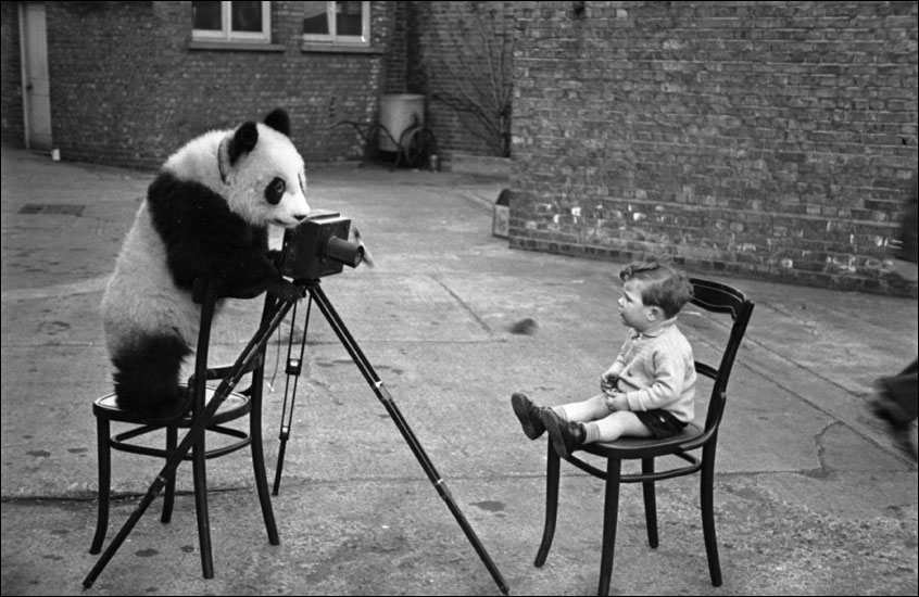 846x550, 102 Kb / панда, ребенок, фотограф