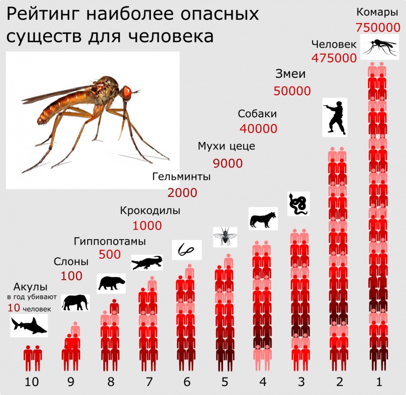 810x788, 182 Kb / рейтинг, опасные, существа, человек, комар