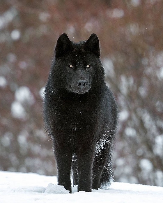 560x700, 104 Kb / черный, волк, снег