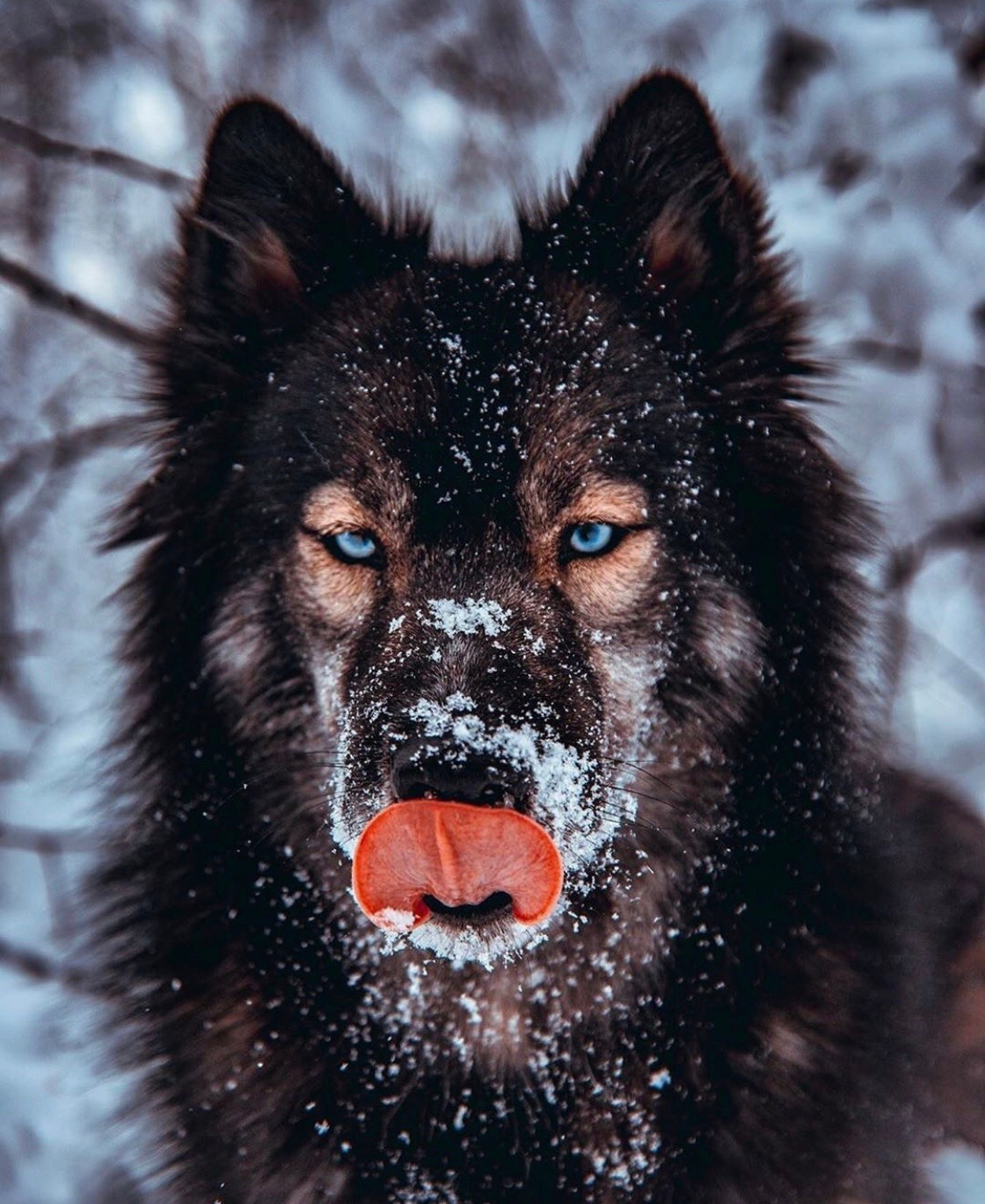 1125x1375, 420 Kb / собака, снег, язык