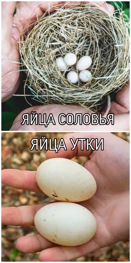 512x1024, 103 Kb / гнездо, яйца, утка, соловей, соловьев, уткин