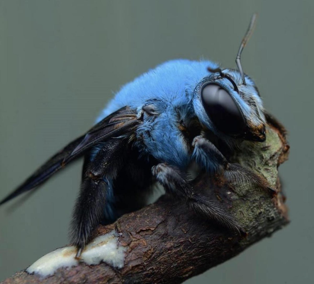 1200x1083, 115 Kb / оса, пчела, шмель, supershmel, голубой, xylocopa caerulea