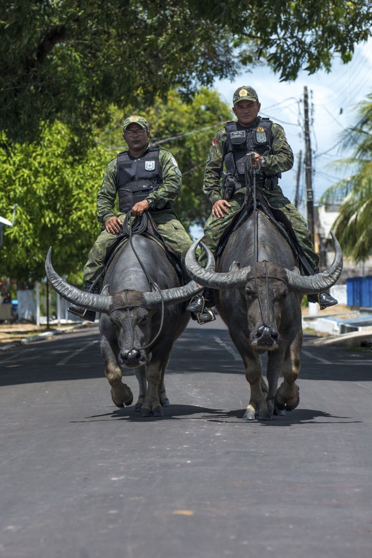 768x1151, 160 Kb / буйволы, полиция, бразилия