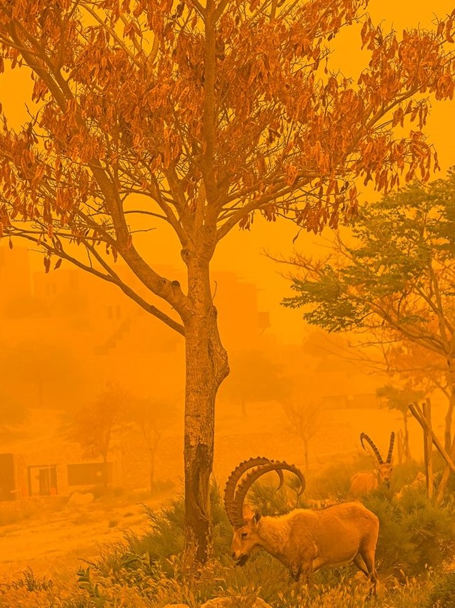 637x851, 185 Kb / дерево, козёл,  Рамон Мицпе, Израиль, пыльная буря, 25 апреля 2020