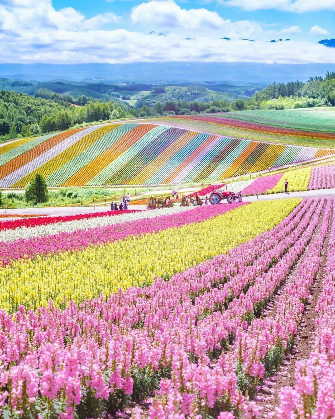 1080x1348, 345 Kb / цветы, поля, трактор, разноцветье, хоккайдо, поле