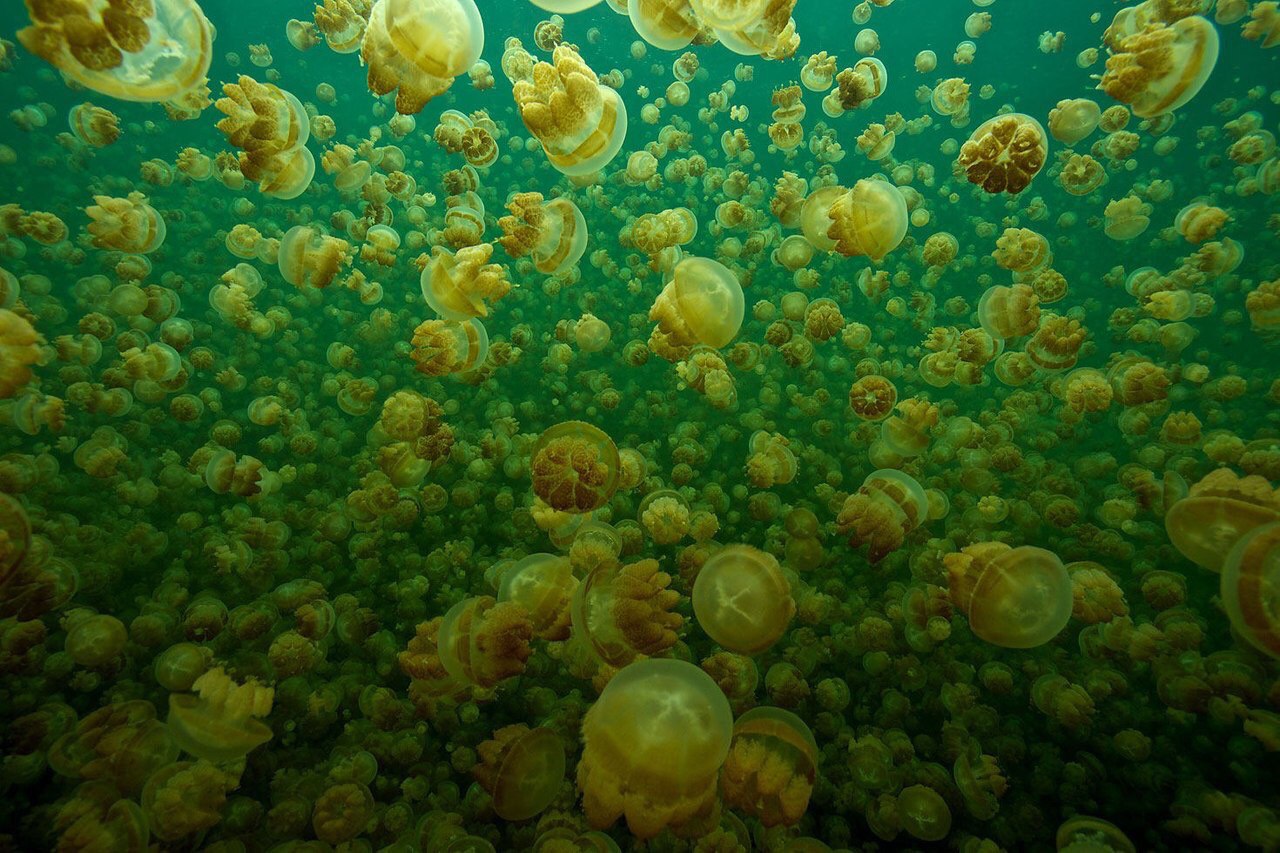 1280x853, 274 Kb / вода, медузы, много