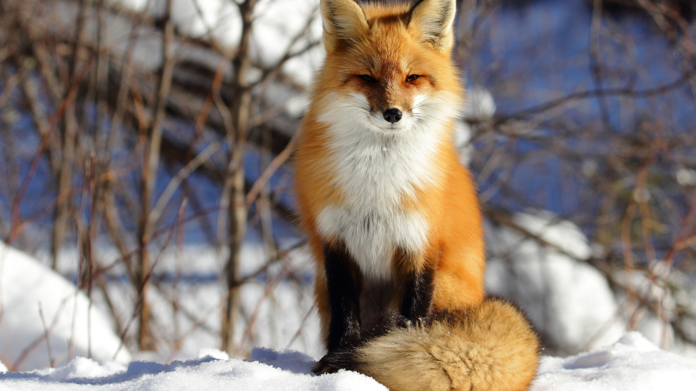 2304x1296, 469 Kb / лиса, лисица, снег, рыжая, fox
