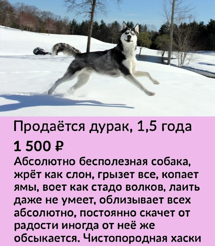 740x846, 215 Kb / снег, собака, хаски, дурак
