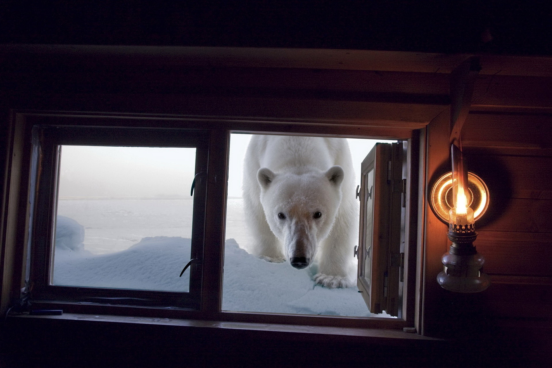 1920x1280, 367 Kb / белый, медведь, окно, фонарь, снег, горизонт завален