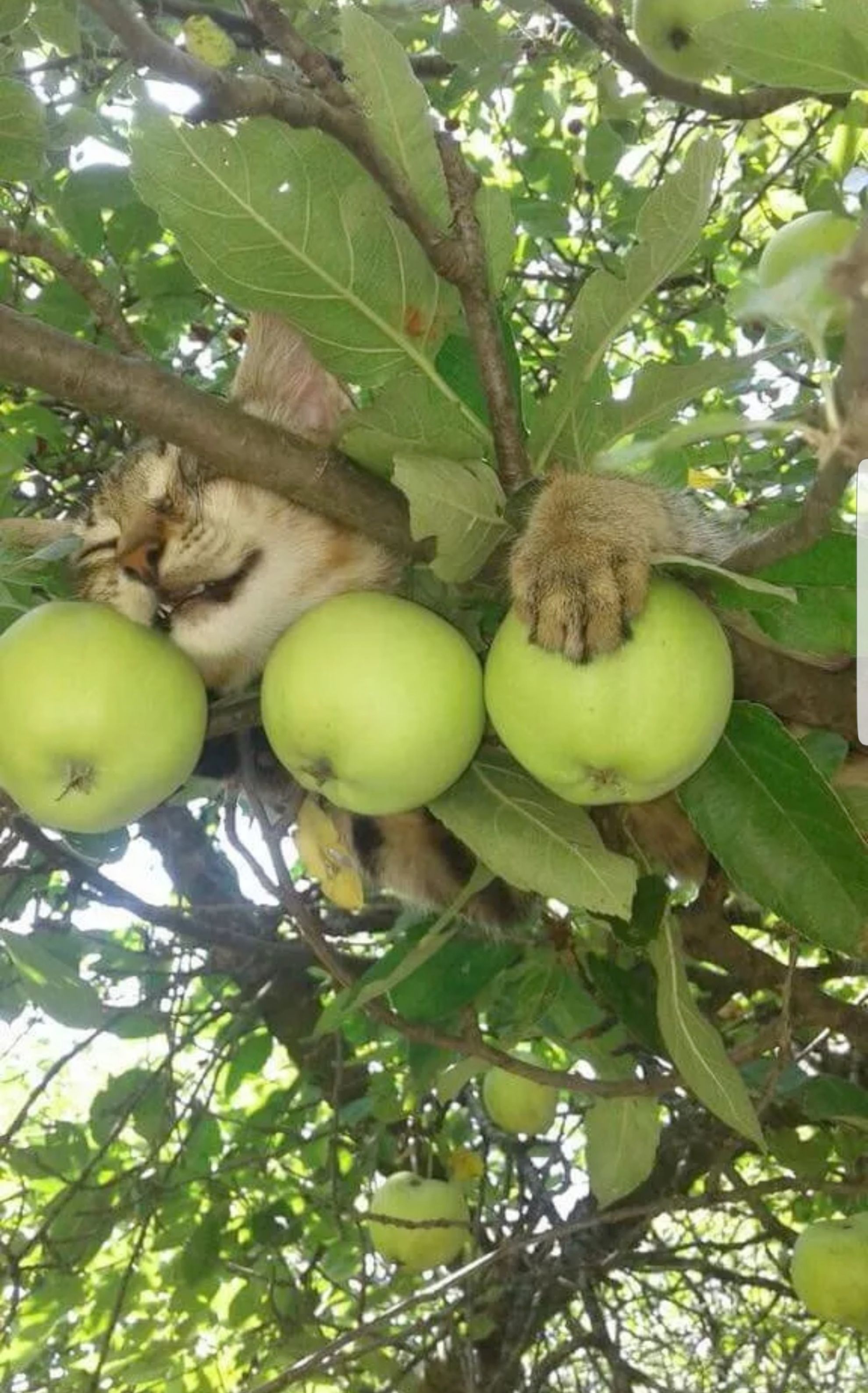 1980x3175, 543 Kb / яблоки, кот, дерево, кошка