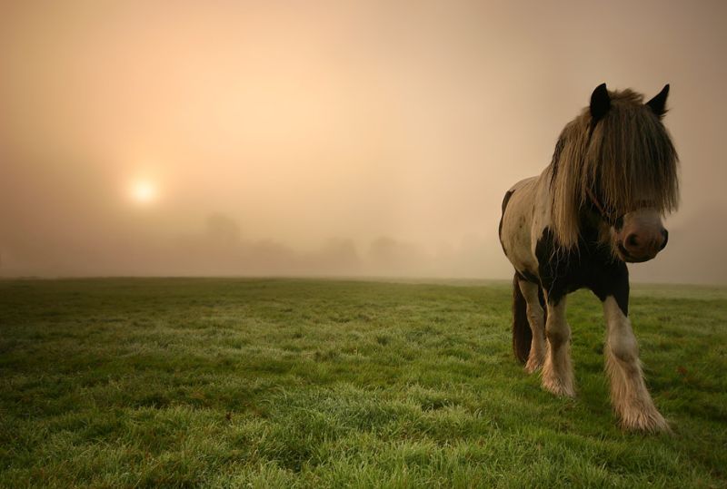 800x539, 50 Kb / лошадь, поле, туман