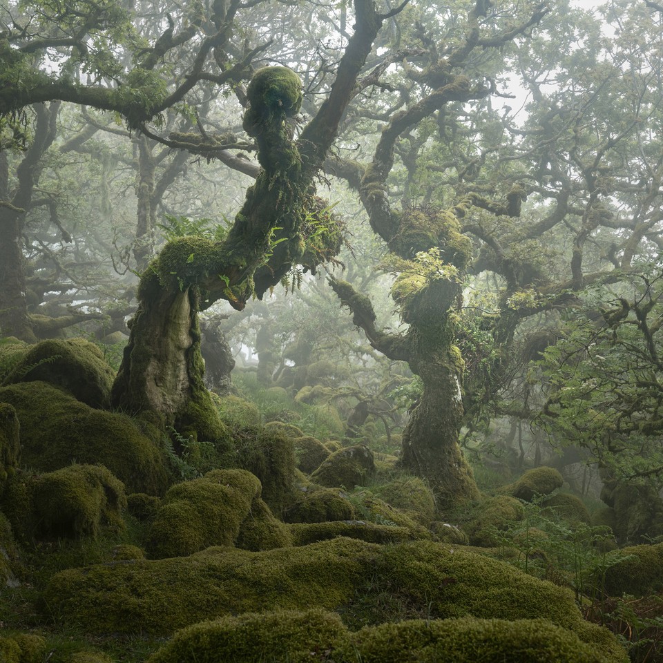 960x960, 331 Kb / лес, деревья, ветки, мох, кочки, Wistman's Wood, Dartmoor National Park, Nick Green