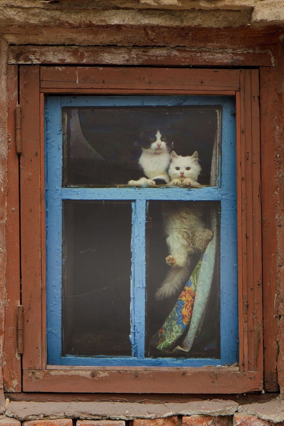 1200x1800, 349 Kb / окно, коты, Москва, дом, Stanislav Gerasko